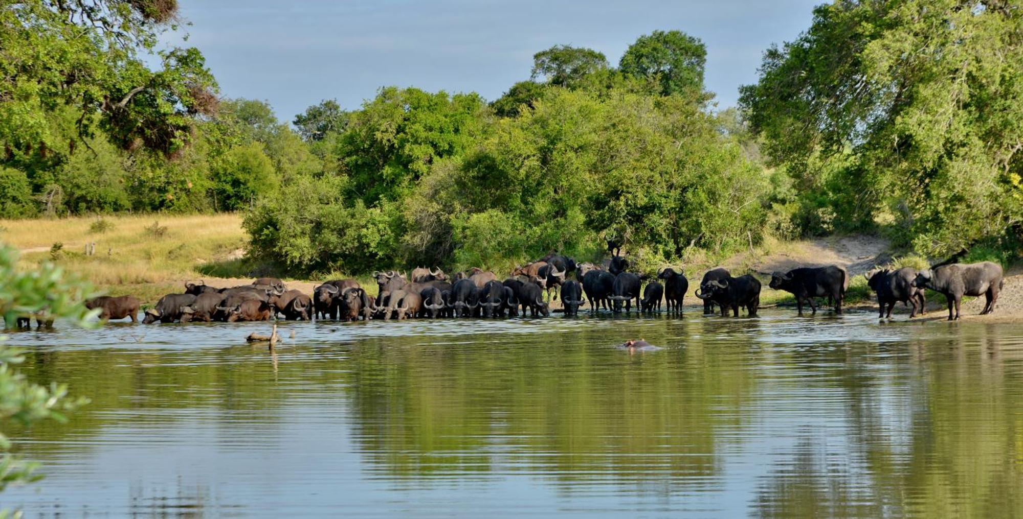 Rhino Walking Safaris Hotel Skukuza Exterior photo