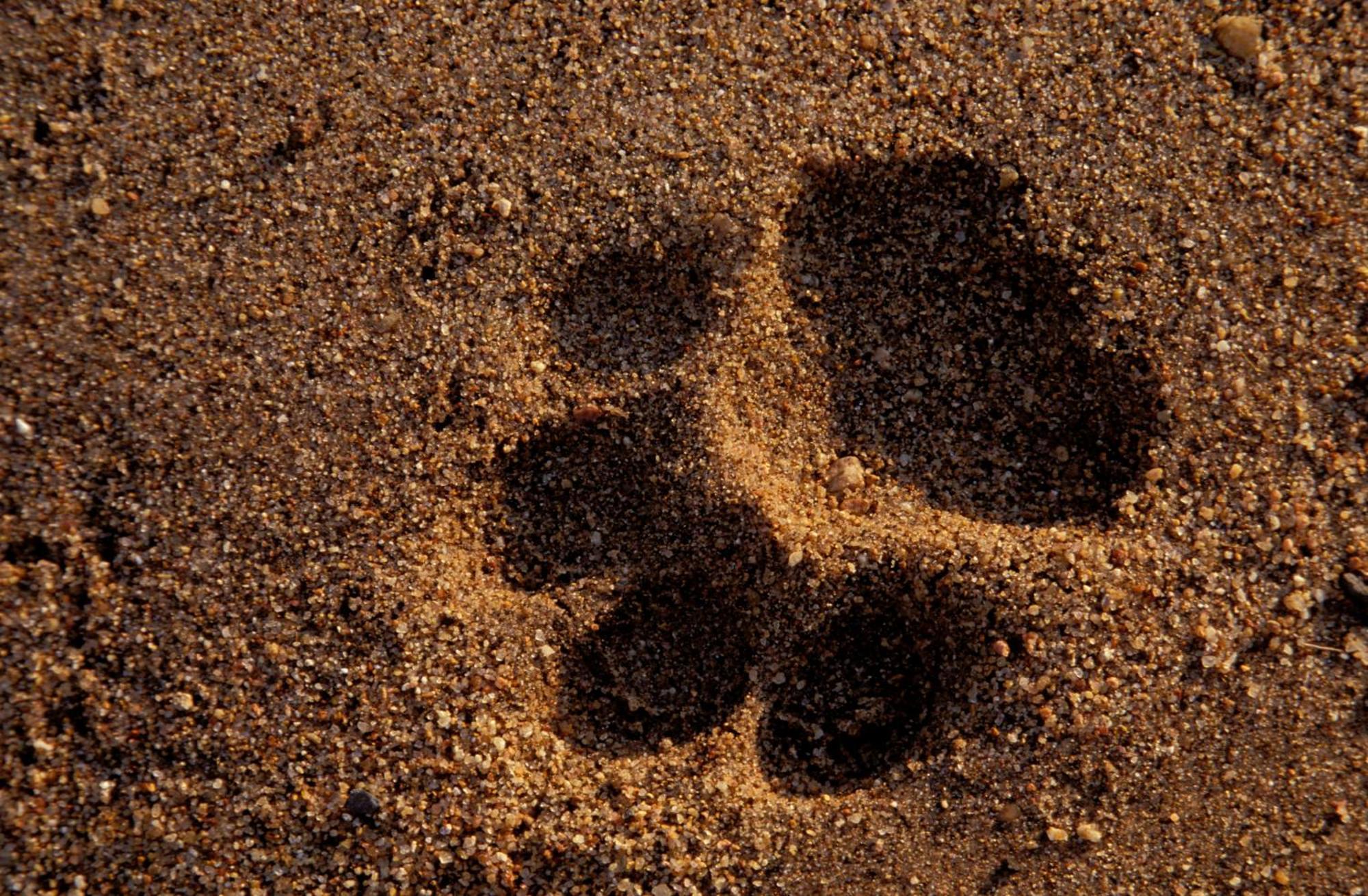 Rhino Walking Safaris Hotel Skukuza Exterior photo