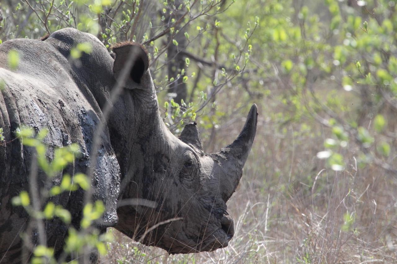 Rhino Walking Safaris Hotel Skukuza Exterior photo